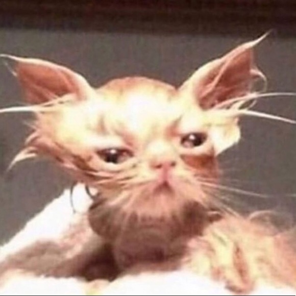 Meet your Posher, Brenda - Picture 1 of 1